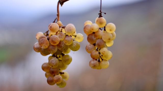 Weintrauben an der Mosel
